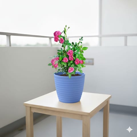 Button Rose / Gulab Pink in 6 Inch Elvan Blue Avora Premium Plastic Planter
