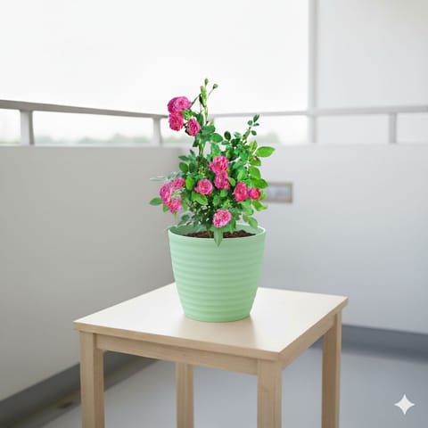 Button Rose / Gulab Pink in 6 Inch Pastel Green Avora Premium Plastic Planter