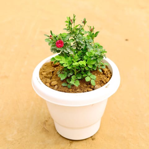 Rose / Gulab Pink in 10 Inch White Classy Plastic Pot