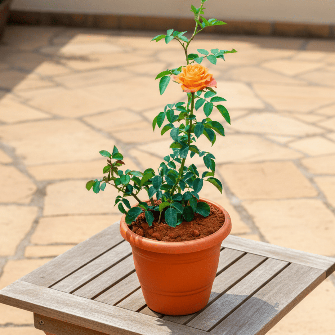 Rose / Gulab Orange in 8 Inch Terracotta Red Classy Plastic Pot