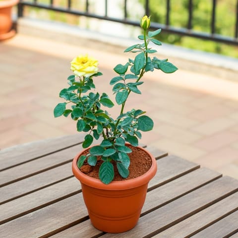 Rose / Gulab Yellow in 8 Inch Terracotta Red Classy Plastic Pot