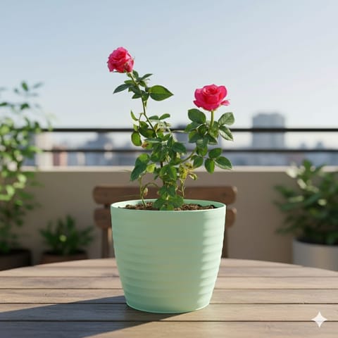 Rose / Gulab Pink in 6 Inch Pastel Green Avora Premium Plastic Planter