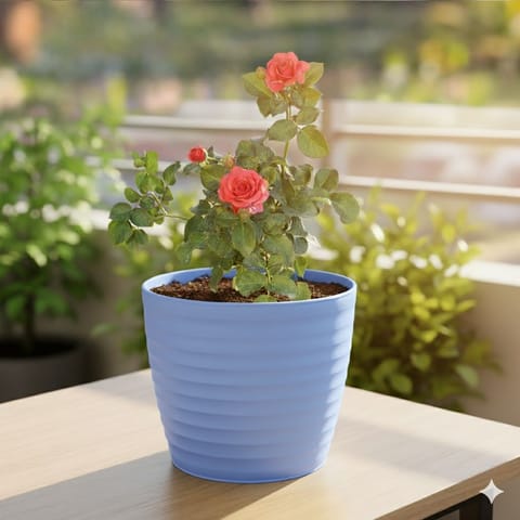 Rose / Gulab Red in 6 Inch Elvan Blue Avora Premium Plastic Planter