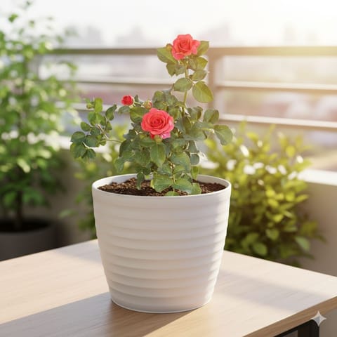 Rose / Gulab Red in 6 Inch White Avora Premium Plastic Planter