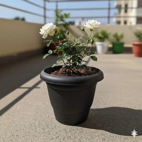 Rose / Gulab White in 10 Inch Black Classy Plastic Pot