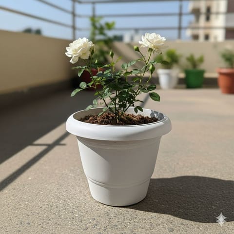 Rose / Gulab White in 8 Inch White Classy Plastic Pot