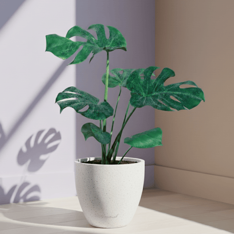 Monstera Deliciosa in 10 X 10 Inch White Premium Convessa Fiberglass Planter