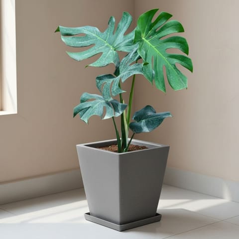 Monstera Deliciosa in 12 X 10 Inch Grey Premium Blaze Fiberglass Planter