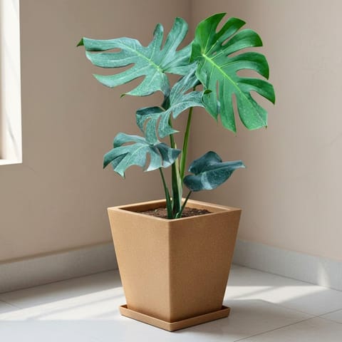 Monstera Deliciosa in 12 X 10 Inch Sandstone Premium Blaze Fiberglass Planter
