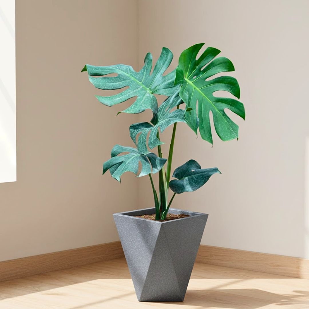 Monstera Deliciosa in 8 X 12 Inch Grey Premium Fantasia Fiberglass Planter