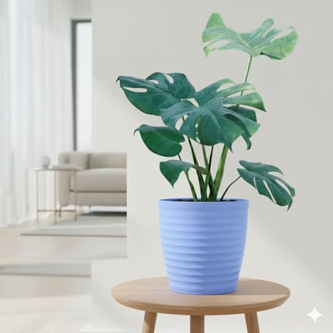 Monstera Deliciosa in 6 Inch Elvan Blue Avora Premium Plastic Planter