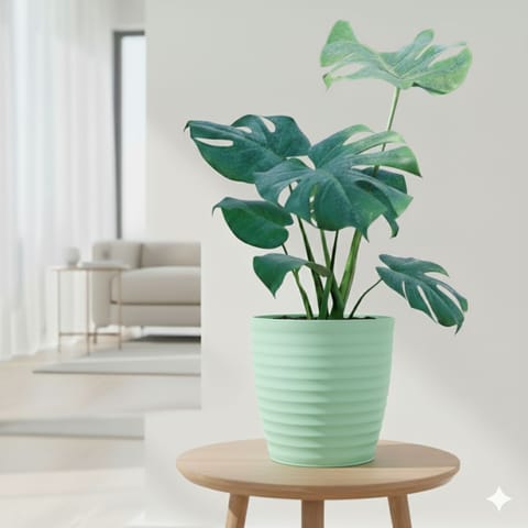 Monstera Deliciosa in 6 Inch Pastel Green Avora Premium Plastic Planter