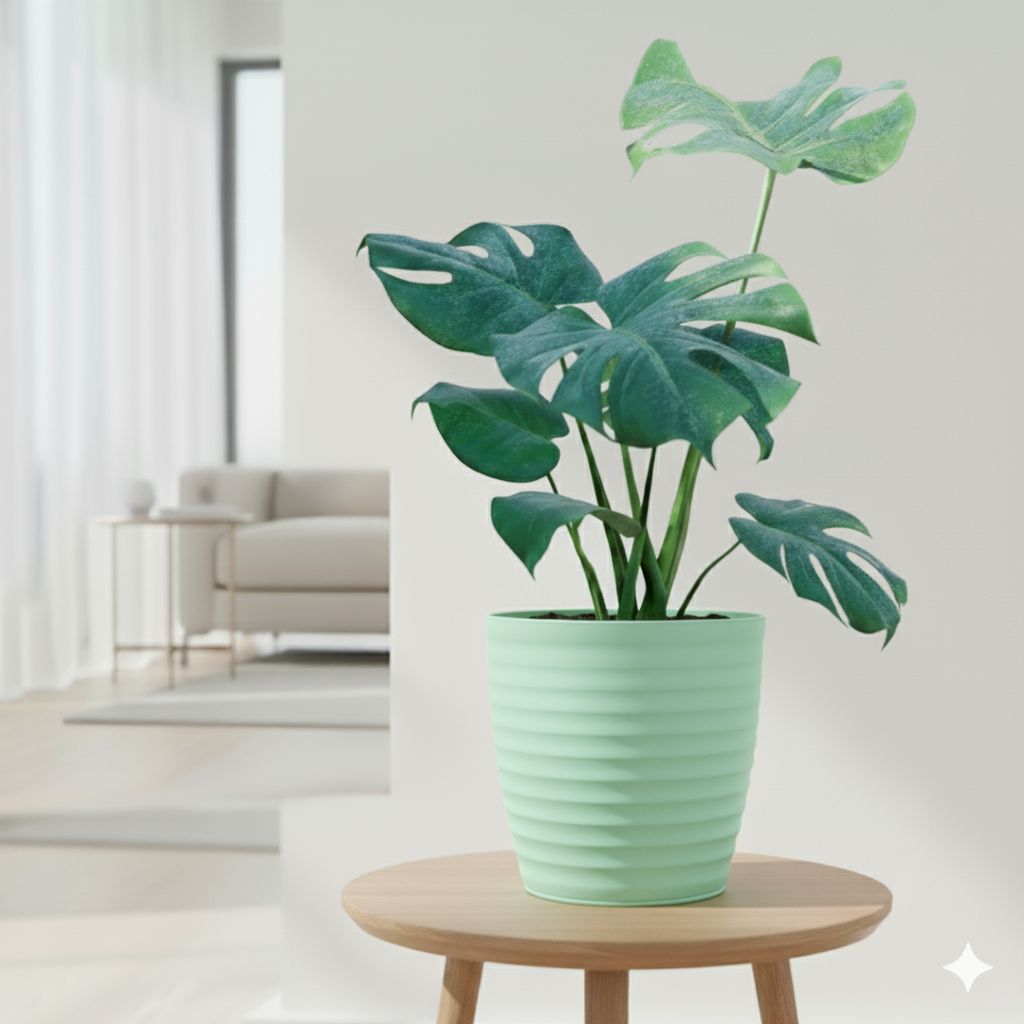Monstera Deliciosa in 6 Inch Pastel Green Avora Premium Plastic Planter
