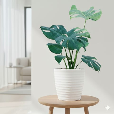 Monstera Deliciosa in 6 Inch White Avora Premium Plastic Planter