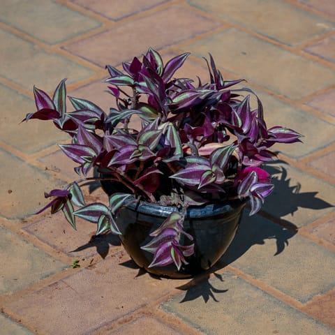 Wandering Jew in 6 Inch Nursery Pot