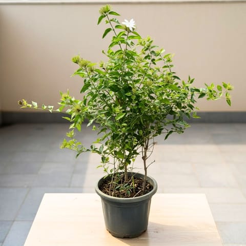 Mogra / Jasmine in 10 Inch Nursery Pot