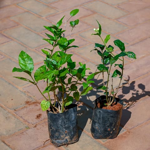 Set Of 2 - Mogra / Jasmine in 4 Inch Nursery Bag