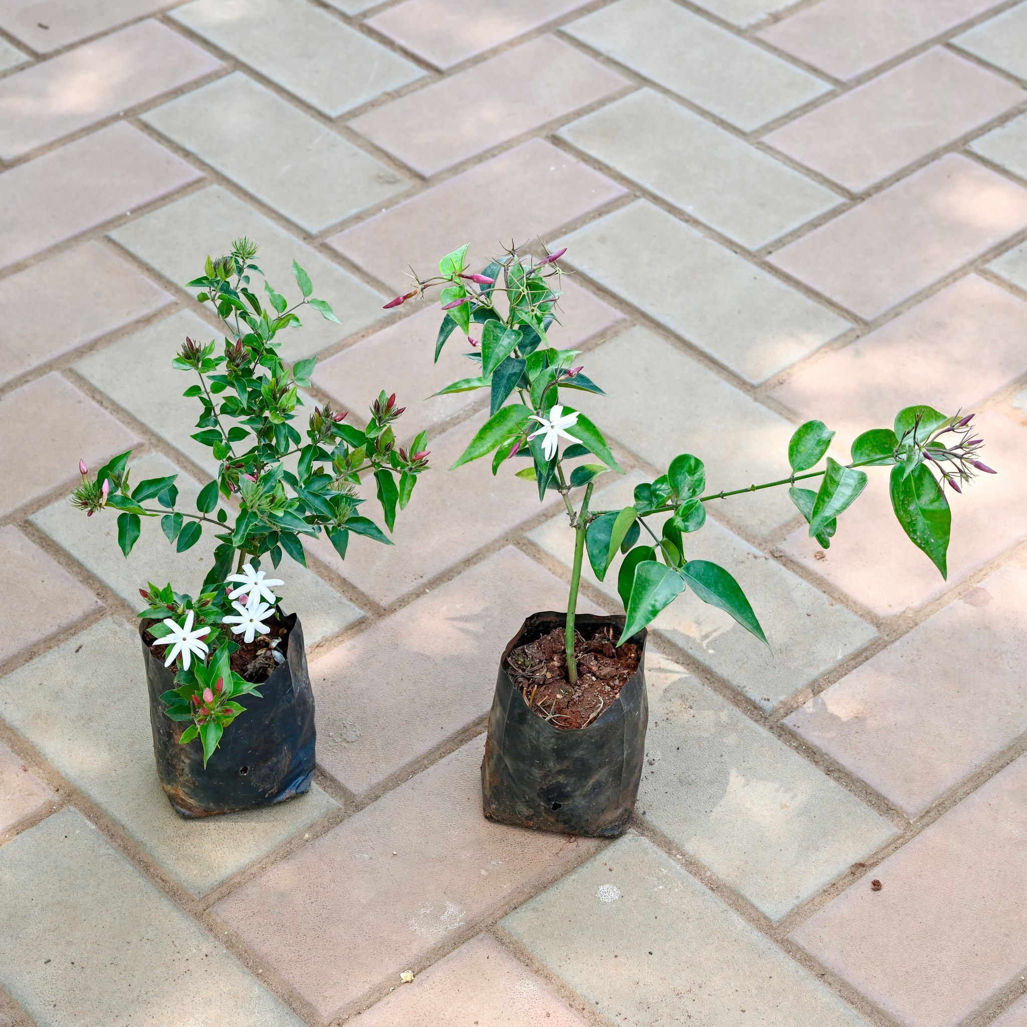 Set of 2 - Kakda Mallige / Star Jasmine in 4 Inch Nursery Bag