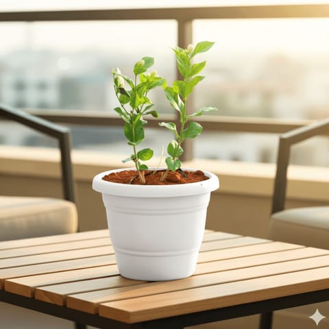 Mogra / Jasmine in 8 Inch White Classy Plastic Pot