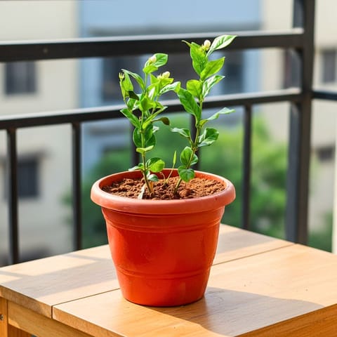 Mogra / Jasmine in 8 Inch Terracotta Red Classy Plastic Pot