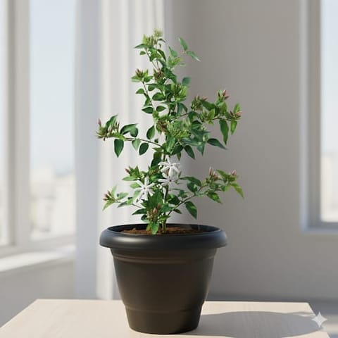 Kakda Mallige / Star Jasmine in 10 Inch Black Classy Plastic Pot