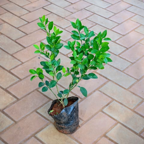 Lemon / Nimbu in 6 Inch Nursery Bag