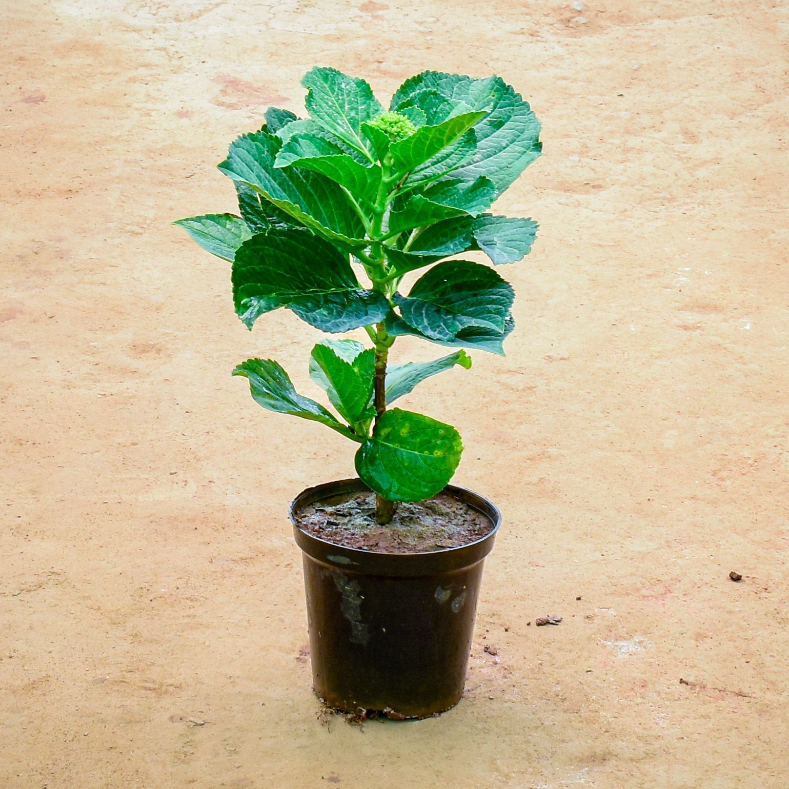Hydrangea (Any Colour) in 6 Inch Nursery Pot