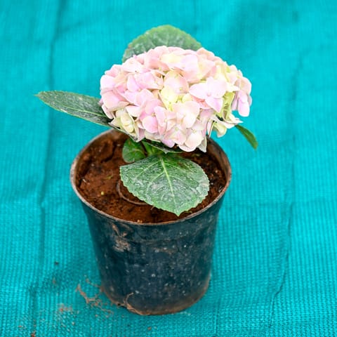 Hydrangea Pink in 6 Inch Nursery Pot