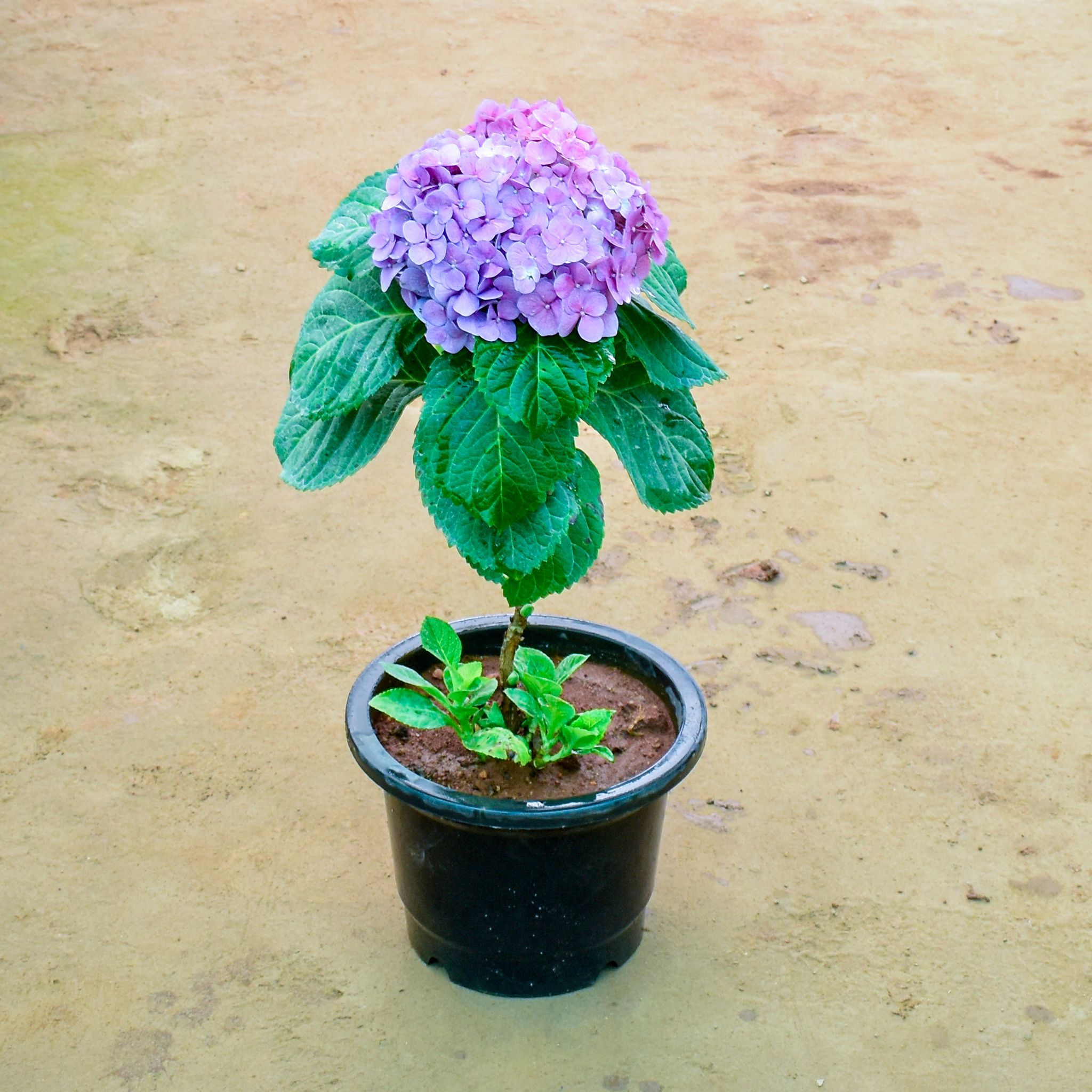 Hydrangea Purple in 10 Inch Nursery Pot