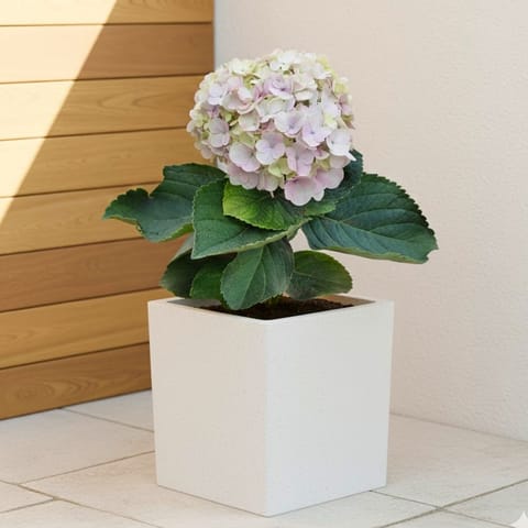 Hydrangea (Any Colour) in 8 X 8 Inch White Premium Kyvos Fiberglass Planter