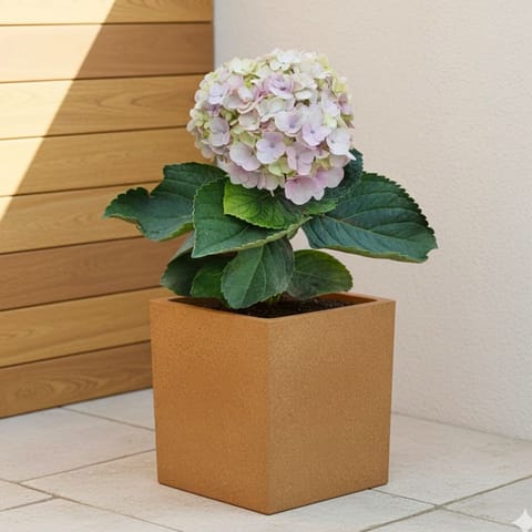 Hydrangea (Any Colour) in 8 X 8 Inch Sandstone Premium Kyvos Fiberglass Planter