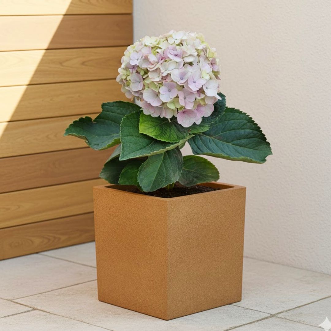Hydrangea (Any Colour) in 8 X 8 Inch Sandstone Premium Kyvos Fiberglass Planter