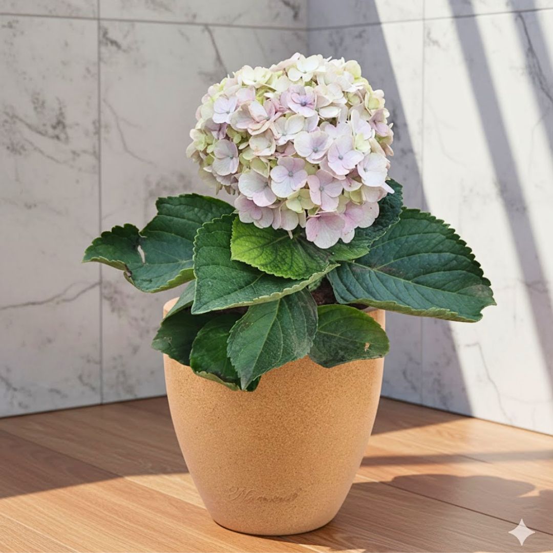 Hydrangea (Any Colour) in 08 X 08 Inch Sandstone Premium Convessa Fiberglass Planter