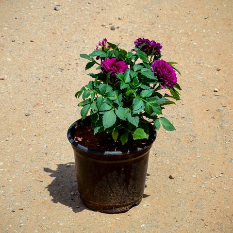 Dahlia Purple in 4 Inch Nursery Pot