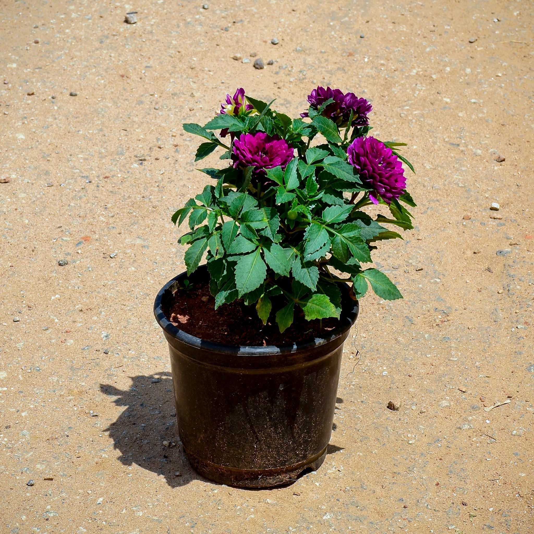 Dahlia Purple in 4 Inch Nursery Pot