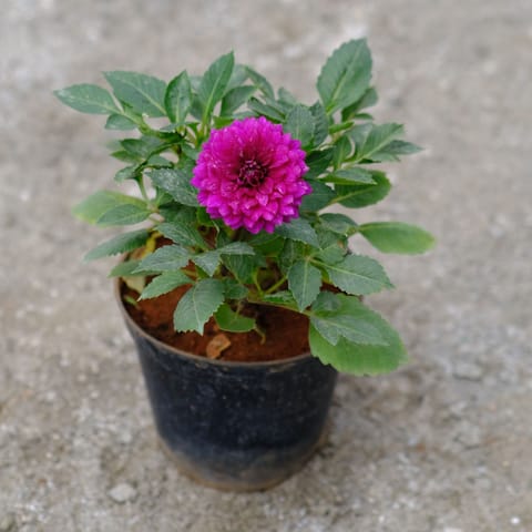 Dahlia Pink in 4 Inch Nursery Pot
