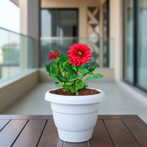 Dahlia Red in 8 Inch White Classy Plastic Pot