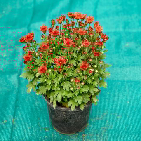 Chrysanthemum / Shevanti / Guldawari Red in 6 Inch Nursery Pot