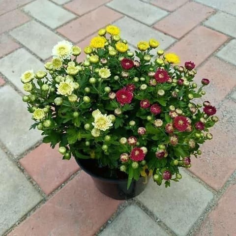 Chrysanthemum / Shevanti / Guldawari (Any Colour) in 6 Inch Nursery Pot