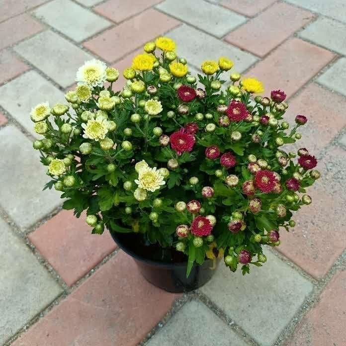 Chrysanthemum / Shevanti / Guldawari (Any Colour) in 6 Inch Nursery Pot