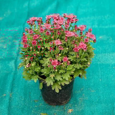 Chrysanthemum / Shevanti / Guldawari Pink in 6 Inch Nursery Pot
