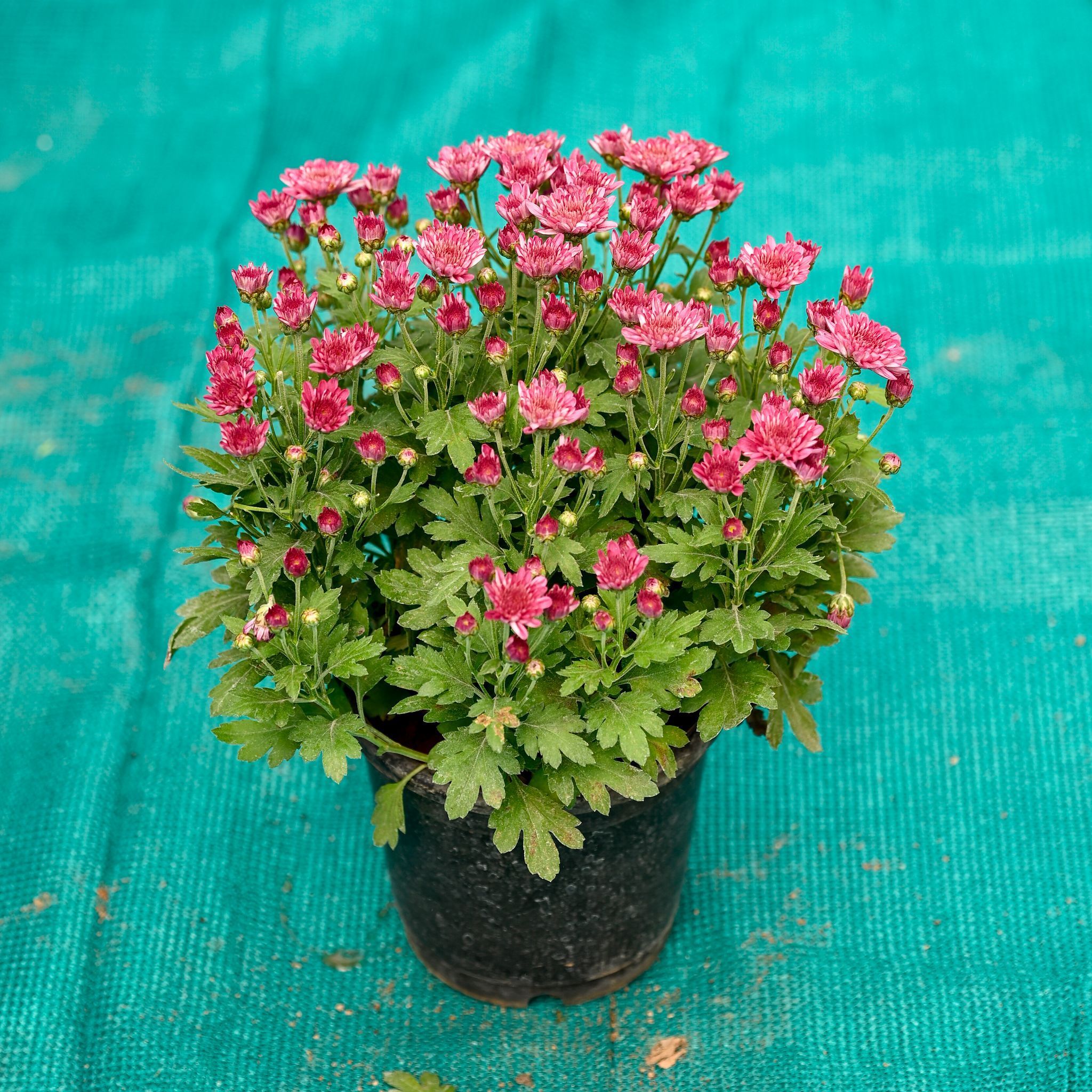 Chrysanthemum / Shevanti / Guldawari Pink in 6 Inch Nursery Pot