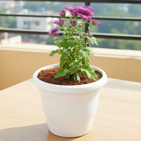 Chrysanthemum / Shevanti / Guldawari Purple in 8 Inch White Classy Plastic Pot