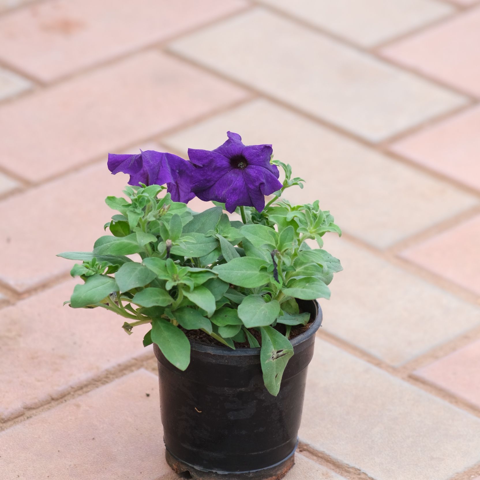 Petunia Blue in 4 Inch Nursery Pot