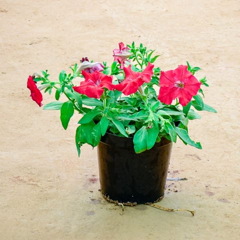 Petunia Red in 6 Inch Nursery Pot
