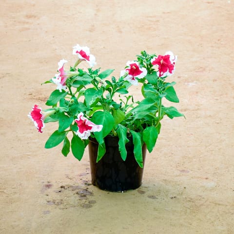 Petunia Bicolour in 6 Inch Nursery Pot