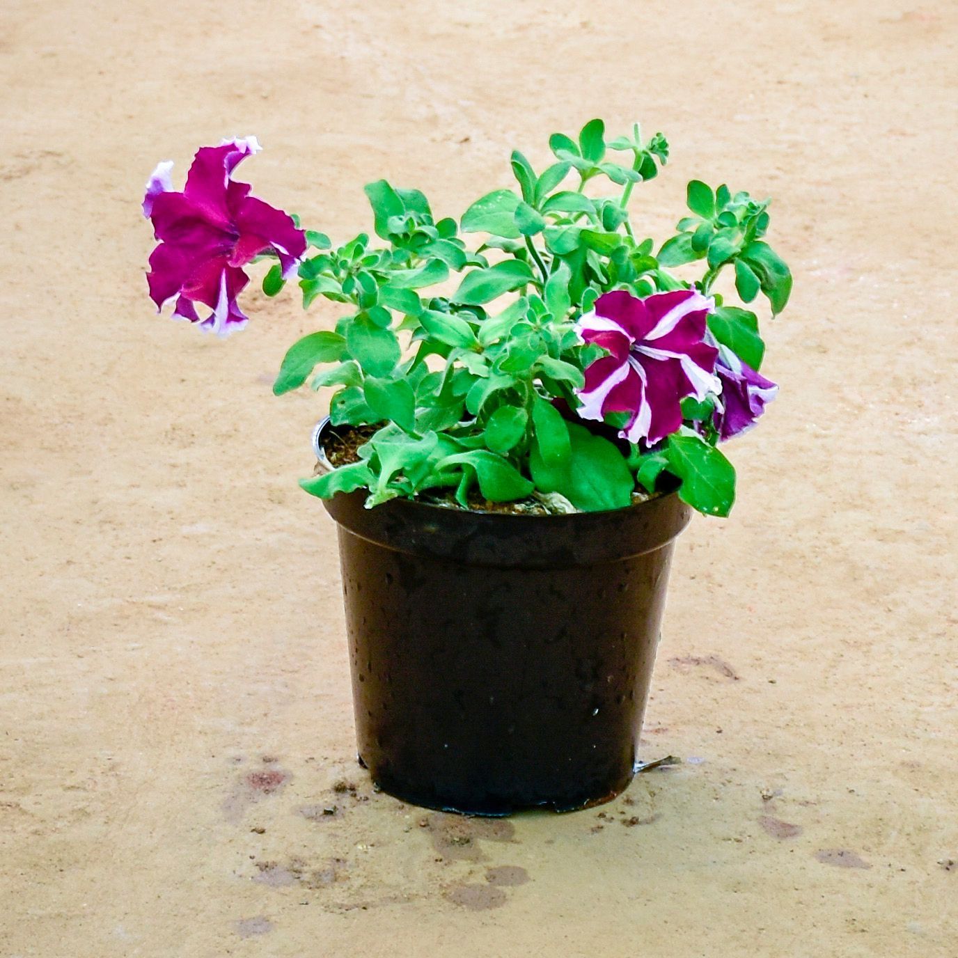 Petunia (Any Colour) in 6 Inch Nursery Pot