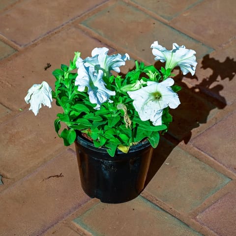 Petunia White in 4 Inch Nursery Pot