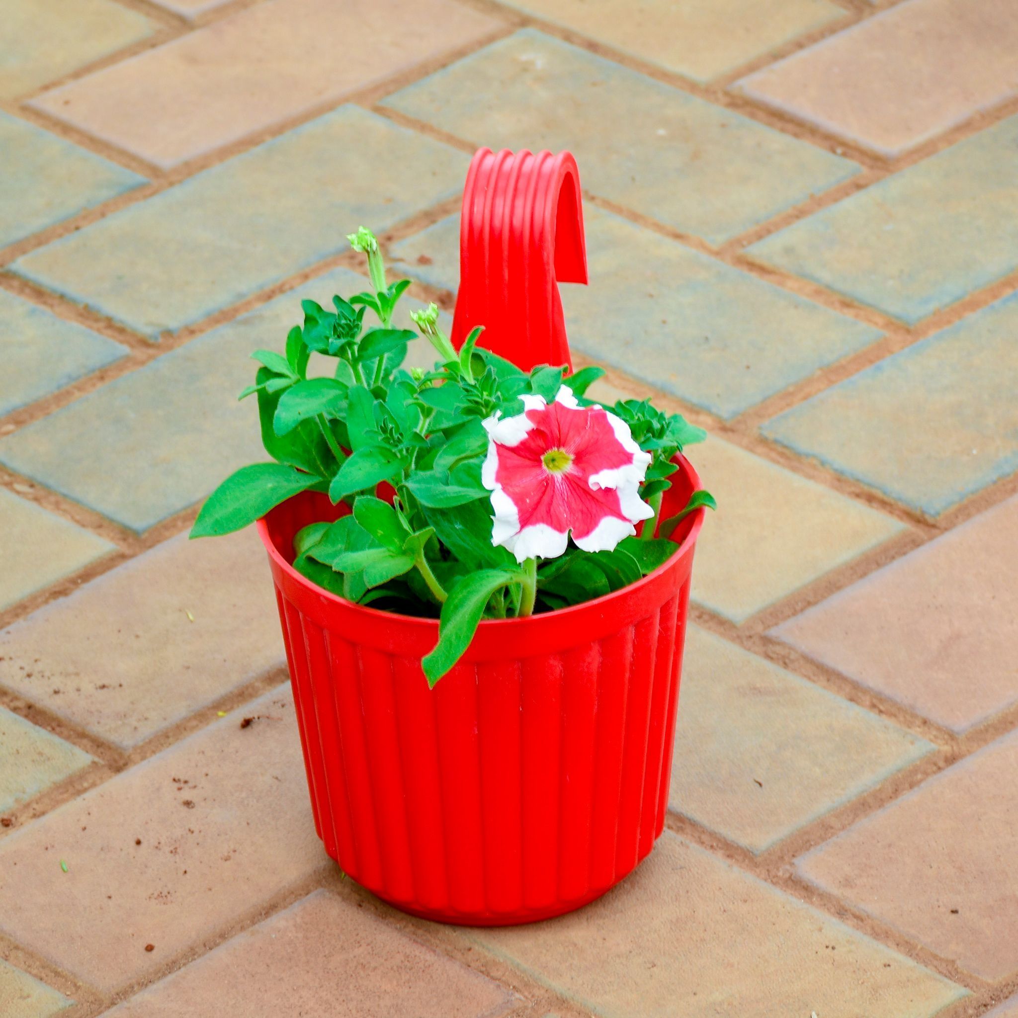 Petunia Bicolour in 7 Inch Red Railing Single Hook Hanging Plastic Pot