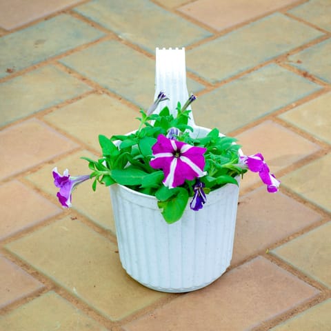 Petunia (Any Colour) in 7 Inch White Railing Single Hook Hanging Plastic Pot